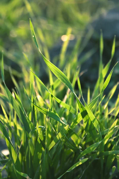 Macro hierba verde — Foto de Stock