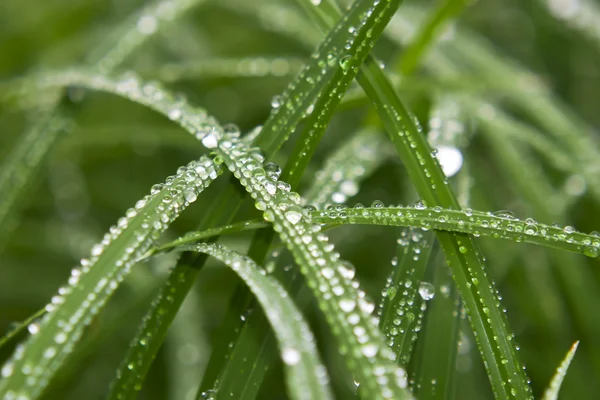 Gotas de agua sobre hierba — Foto de Stock