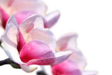 güzel çiçekler kenarlık.