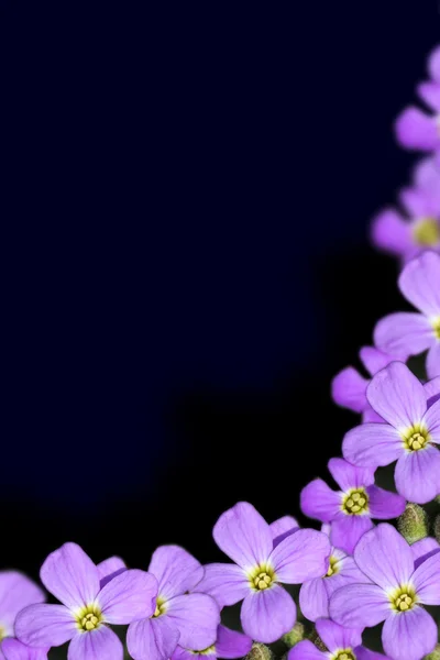 Krásné květiny hranice. — Stock fotografie