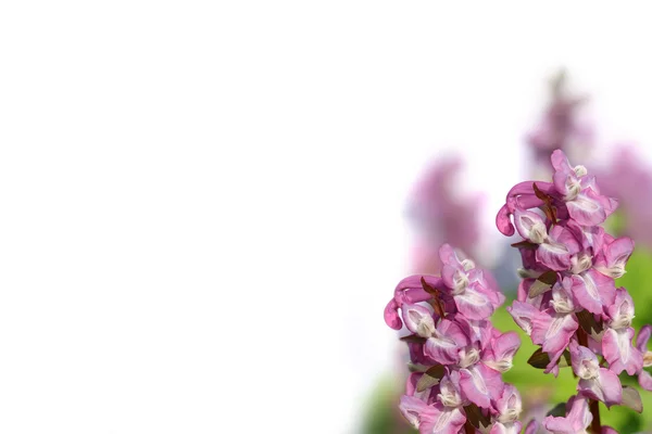ดอกไม้ที่สวยงามชายแดน . — ภาพถ่ายสต็อก