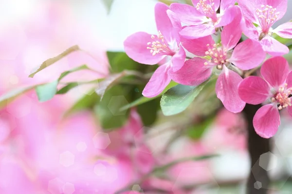 Flores bonitas Fronteira . — Fotografia de Stock