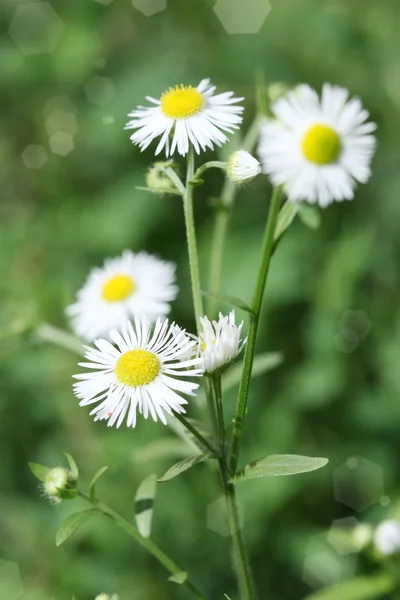 stock image Floral design