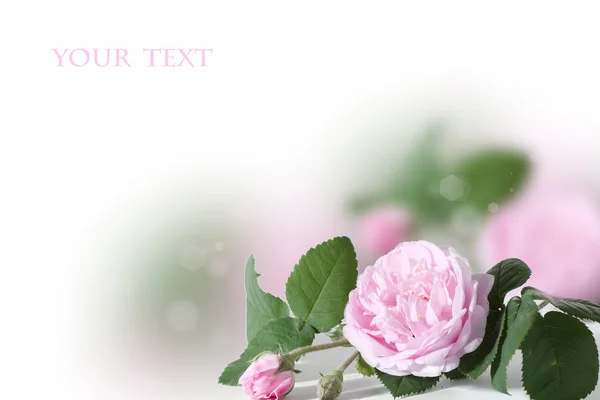 Floral design — Stock Photo, Image