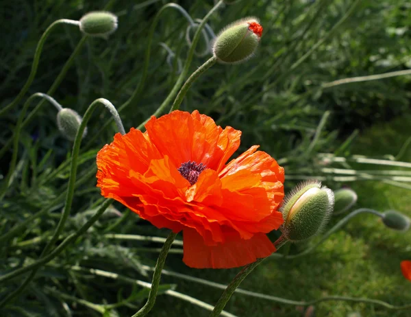 Poppies in the garden — Stock Photo, Image