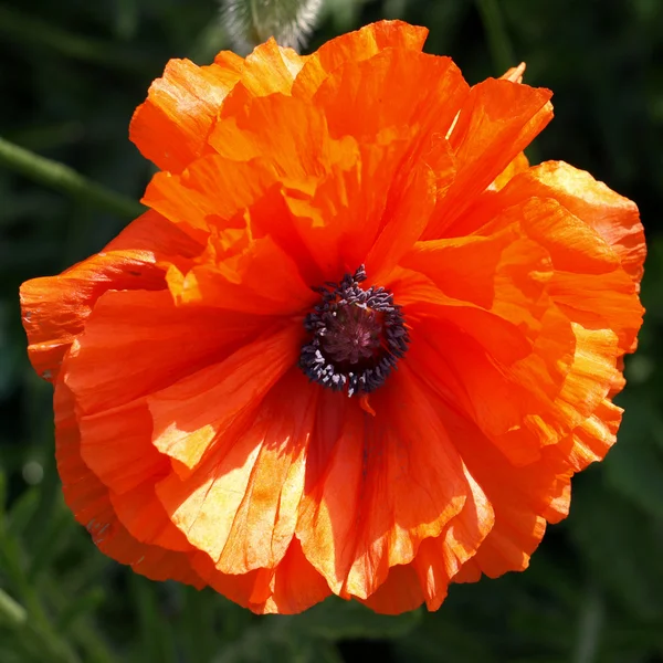 Poppy in the garden — Stock Photo, Image