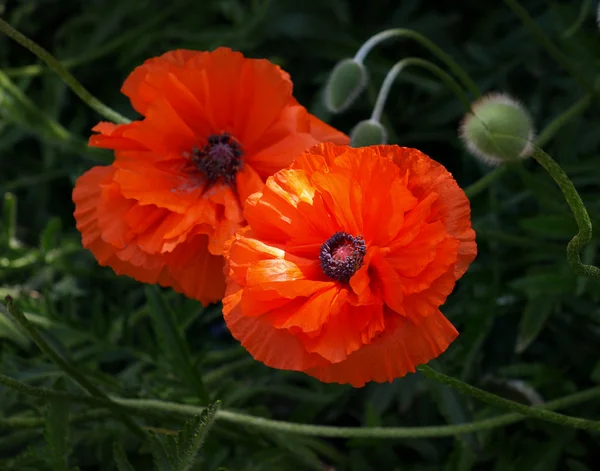 Poppies in the garden — Stock Photo, Image