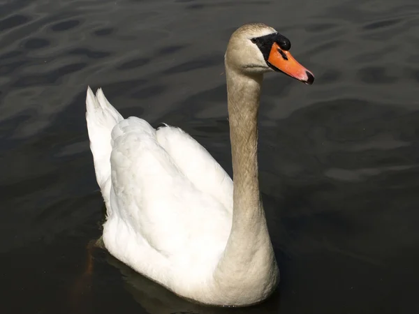 Cisne en el lago —  Fotos de Stock