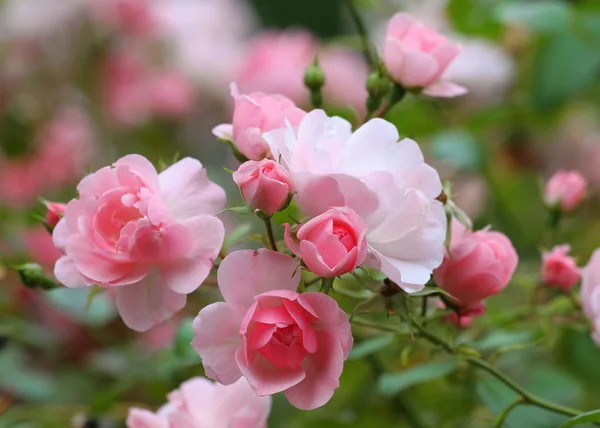 Розы Лицензионные Стоковые Фото