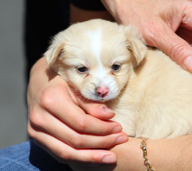 Köpek adamın kollarında