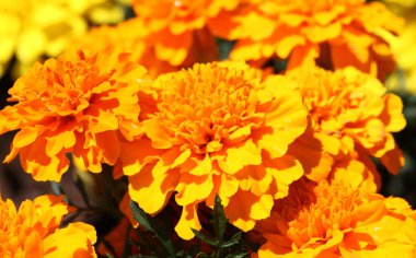 Tagetes, Marigolds patula clipart