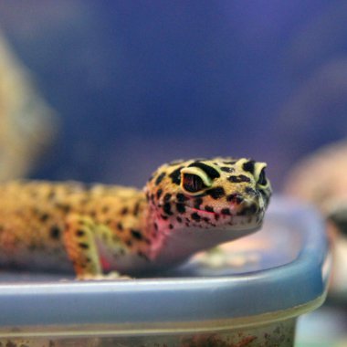 Leopard gecko lizard clipart