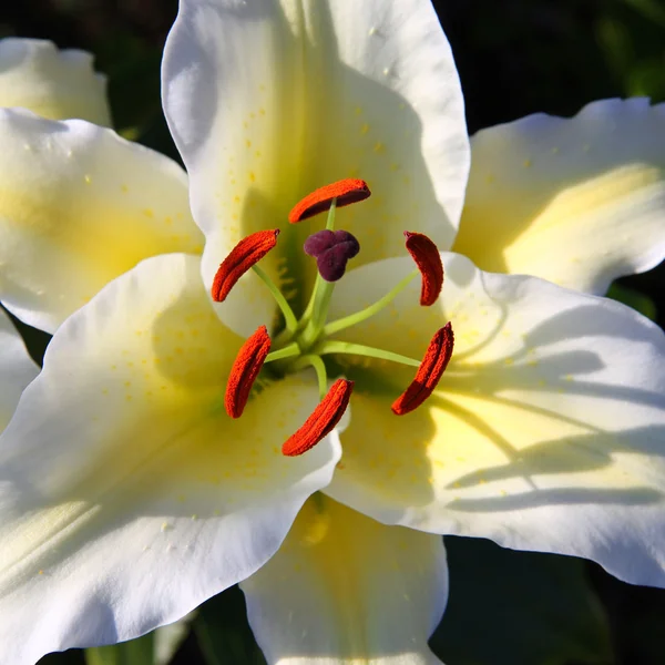 Lírio branco flor macro — Fotografia de Stock