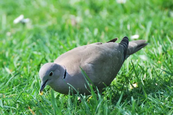 체포 되었던된 비둘기 — 스톡 사진