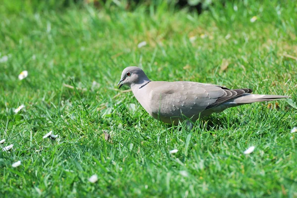 Límečkem holubice v zahradě — Stock fotografie