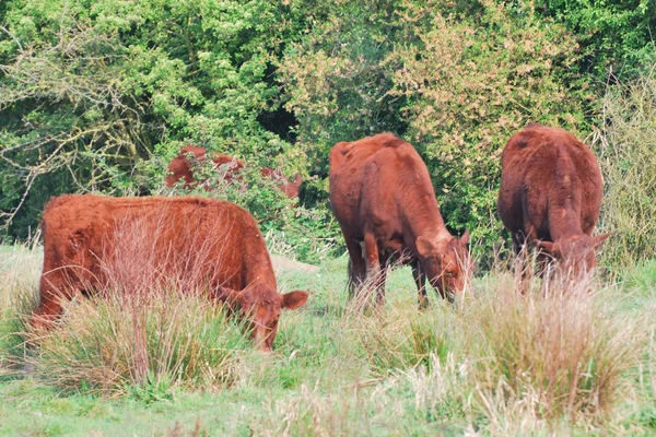 Brown Cows — Stock Photo, Image