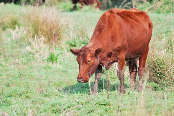 Cow grazing in field — Stock Photo, Image