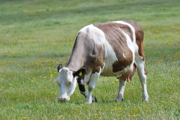 Vacca bruna e bianca in campo — Foto Stock