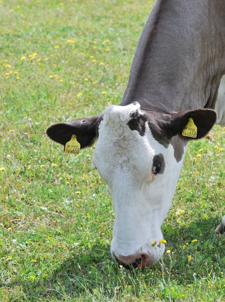 Šedá a bílá kráva krmení v poli — Stock fotografie