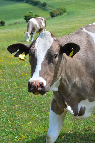 Hnědá a bílá kráva — Stock fotografie