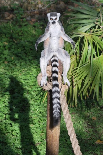 Lemur no sol — Fotografia de Stock