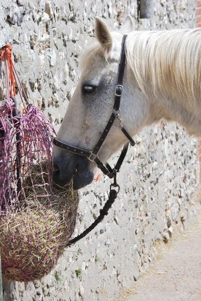 Koń jedzący — Zdjęcie stockowe