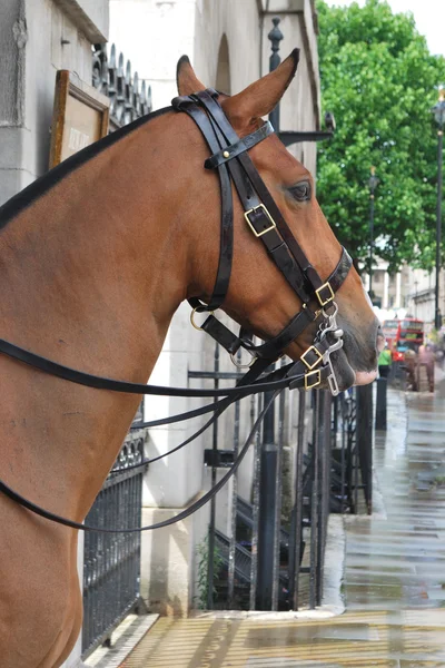Cavalo na cidade — Fotografia de Stock