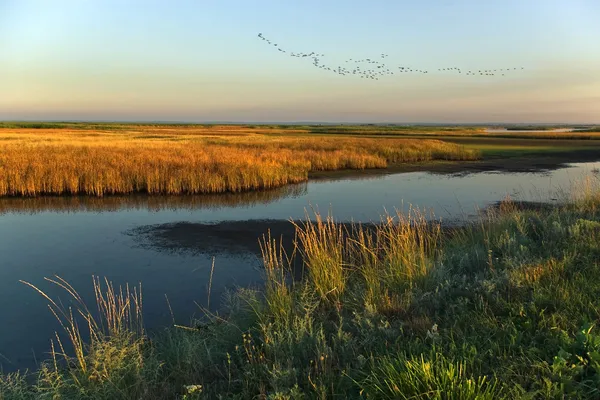 Ранковий політ над болотами  ... Ліцензійні Стокові Фото