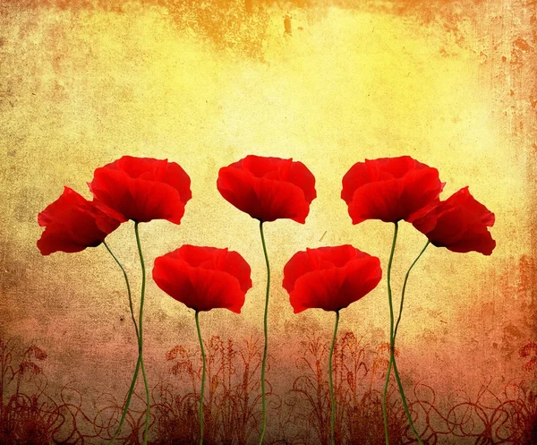 Beautiful poppies — Stock Photo, Image