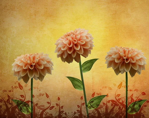 Yıldız Çiçeği çiçek kompozisyon — Stok fotoğraf