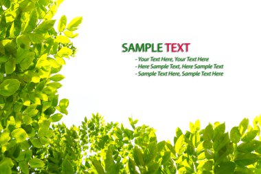 Green leaf frame isolated clipart