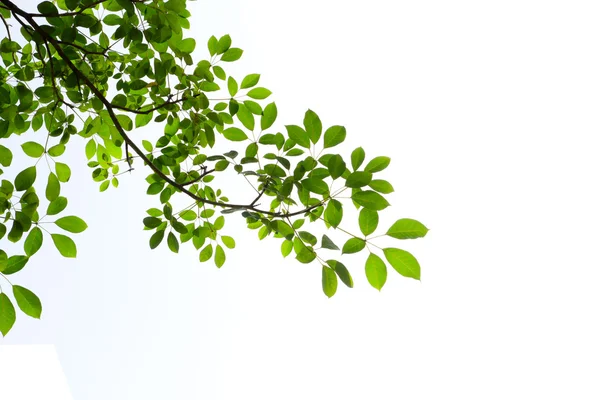 Quadro folha verde isolado no fundo branco — Fotografia de Stock
