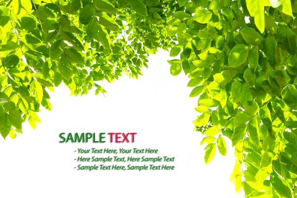 Beyaz arka plan üzerinde izole yeşil yaprak çerçeve — Stok fotoğraf