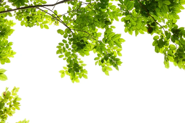 Groene blad frame geïsoleerd op witte achtergrond — Stockfoto