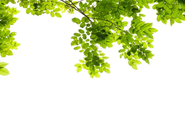 Zelené listí rám izolovaných na bílém pozadí — Stock fotografie