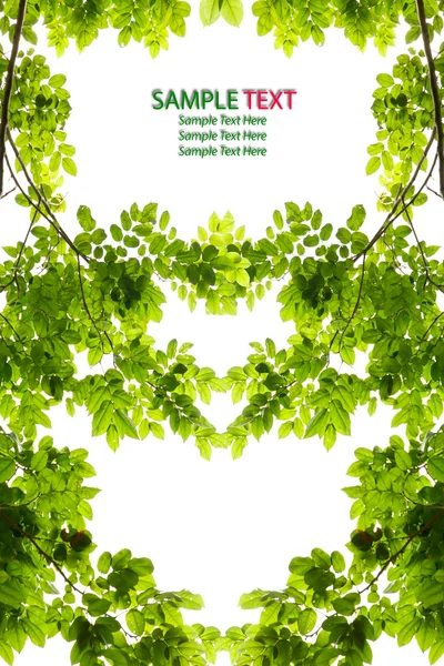 Grönt blad kärlek hjärta ram isolerade — Stockfoto