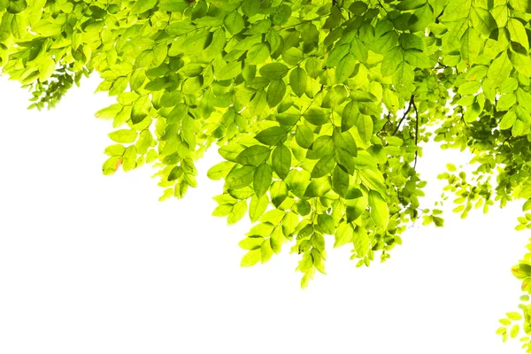 Grünes Blatt isoliert — Stockfoto