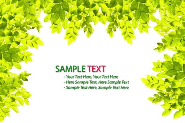 Green leaf frame isolated — Stock Photo, Image