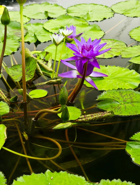 Lirio de agua púrpura en estanque —  Fotos de Stock