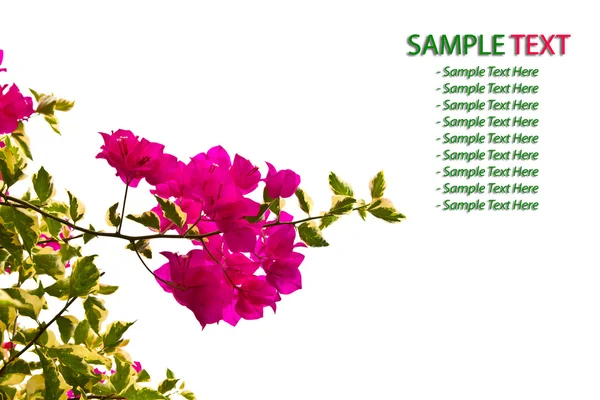 Bougainvillea Branch isolated — Stock Photo, Image