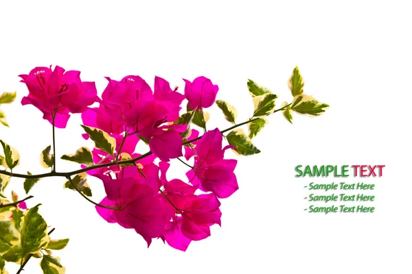 Bougainvillea Branch isolated — Stock Photo, Image
