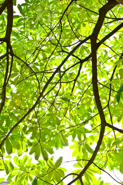 緑の葉を背景に隔離 — ストック写真