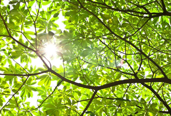 绿叶和太阳为背景 — 图库照片