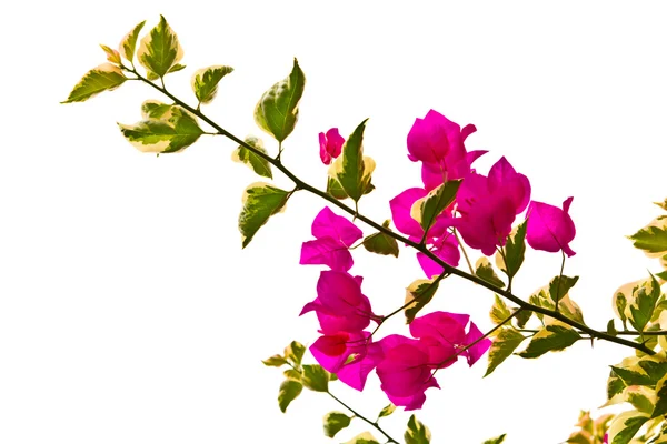Bougainvillea Branch isolated on white background — Stock Photo, Image