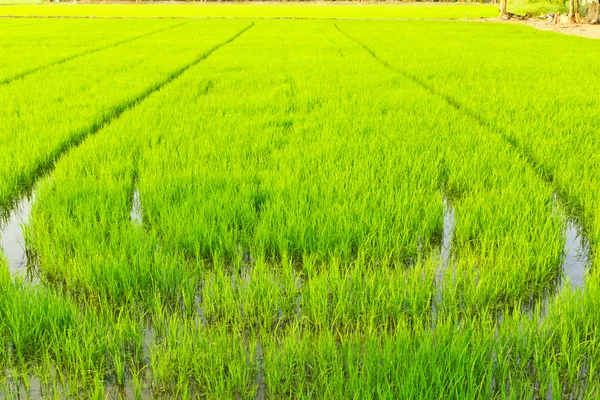 Grüner junger Reis — Stockfoto