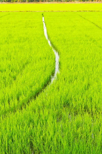 Zelený mladý rýže — Stock fotografie