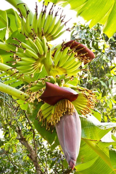 Groene jonge banaan — Stockfoto