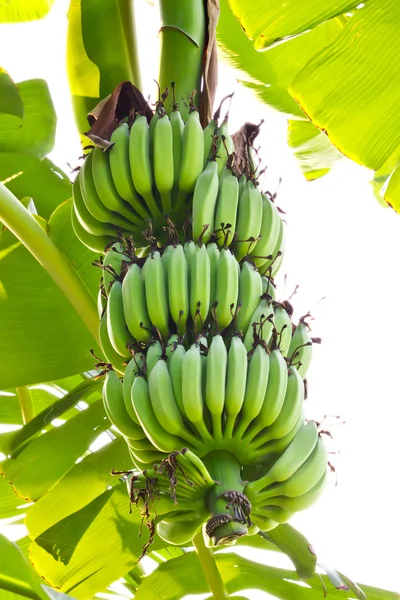 Plátano joven —  Fotos de Stock