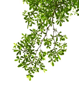 Green leave isolated clipart