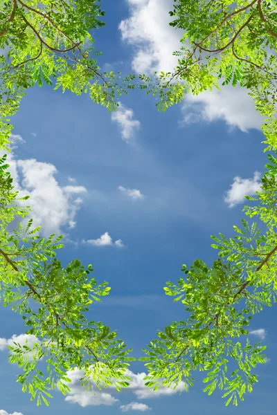 Liefde hart groen laat tegen blauwe hemel — Stockfoto